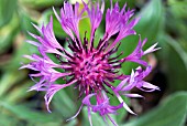 CENTAUREA MONTANA PARHAM