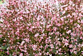 SAXIFRAGA UMBROSA VAR. PRIMULOIDES CLARENCE ELLIOTT