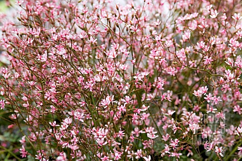 SAXIFRAGA_UMBROSA_VAR_PRIMULOIDES_CLARENCE_ELLIOTT