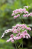 PIMPINELLA MAJOR ROSEUM