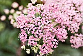 PIMPINELLA MAJOR ROSEUM