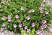 ERODIUM CHEILANTHIFOLIUM MERSTHAM PARK