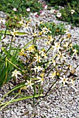 TRITELEIA IXIODES STARLIGHT