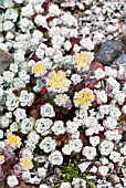 SEDUM SPATHULIFOLIUM CAPE BLANCO