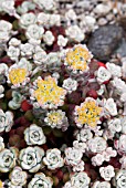 SEDUM SPATHULIFOLIUM CAPE BLANCO