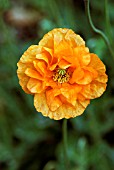 PAPAVER RUPIFRAGUM FLORE-PLENO