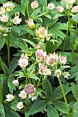 ASTRANTIA BUCKLAND