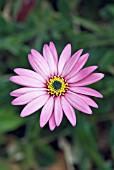 OSTEOSPERMUM JUCUNDUM