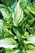 HOSTA FORTUNEI ALBOPICTA