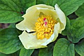 PAEONIA MLOKOSEWITSCHII