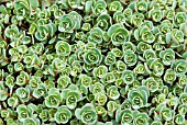 SEDUM CAUTICOLA