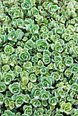 SEDUM CAUTICOLA