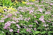 PIMPINELLA MAJOR ROSEA