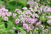 PIMPINELLA MAJOR ROSEA