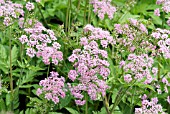 PIMPINELLA MAJOR ROSEA