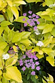 SAMBUCUS NIGRA  ARDWALL AND PIMPINELLA MAJOR ROSEA