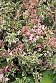 WEIGELA FLORIDA VARIEGATA