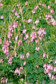 DICENTRA FORMOSA  VAR. ALBA SUBSP. OREGONA