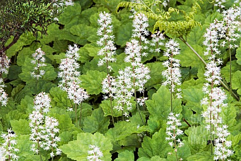 TIARELLA_POLYPHYLLA_MOORGRUN