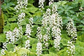 TIARELLA POLYPHYLLA MOORGRUN