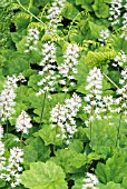 TIARELLA POLYPHYLLA MOORGRUN