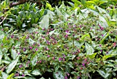 PULMONARIA OFFICINALIS SEEDLINGS