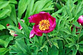 PAEONIA MASCULA ARIETINA