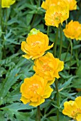 TROLLIUS X CULTORUM CULTIVAR