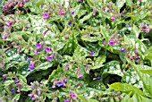 PULMONARIA OFFICINALIS