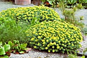 RHODIOLA ROSEA IN GRAVEL BED