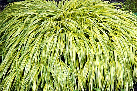 HAKONECHLOA_MACRA_AUREOLA