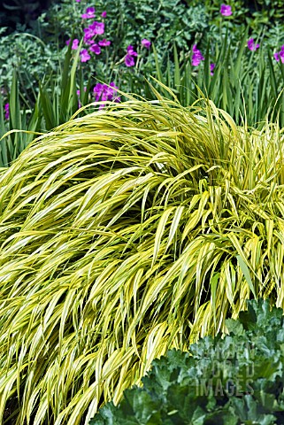 HAKONECHLOA_MACRA_AUREOLA