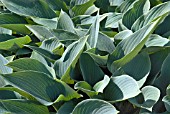 HOSTA HALCYON