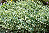 POLYGONATUM MULTIFLORUM  STRIATUM