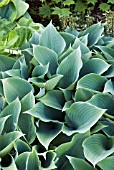 HOSTA TARDIANA