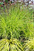 CAREX ELATA AUREA AND HAKONECHLOA MACRA AUREOLA