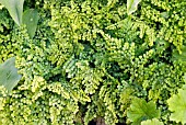 ADIANTUM VENUSTUM