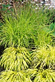 CAREX ELATA AUREA AND HAKONECHLOA MACRA AUREOLA