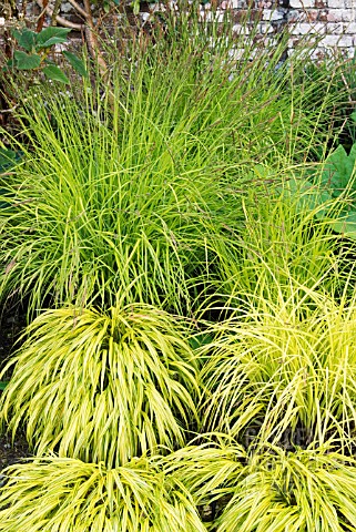 CAREX_ELATA_AUREA_AND_HAKONECHLOA_MACRA_AUREOLA