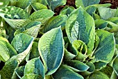 HOSTA FRANCES WILLIAMS