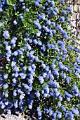 CEANOTHUS THRYSIFLORUS VAR. REPTANS