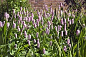 PERSICARIA BISTORTA SUPERBA