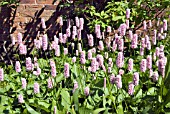 PERSICARIA BISTORTA SUPERBA