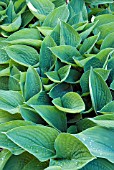 HOSTA LANCIFOLIA