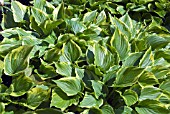 HOSTA VENTRICOSA  VARIEGATA