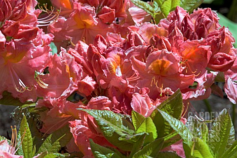RHODODENDRON_STRAWBERRY_ICE