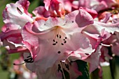 RHODODENDRON EDGEWORTHII