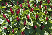 TRILLIUM CHLOROPETALUM