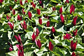 TRILLIUM CHLOROPETALUM