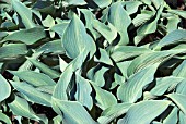 HOSTA HALCYON